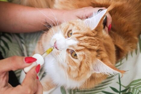 Be A Super Catmom: Popular CBD Treats For Cats